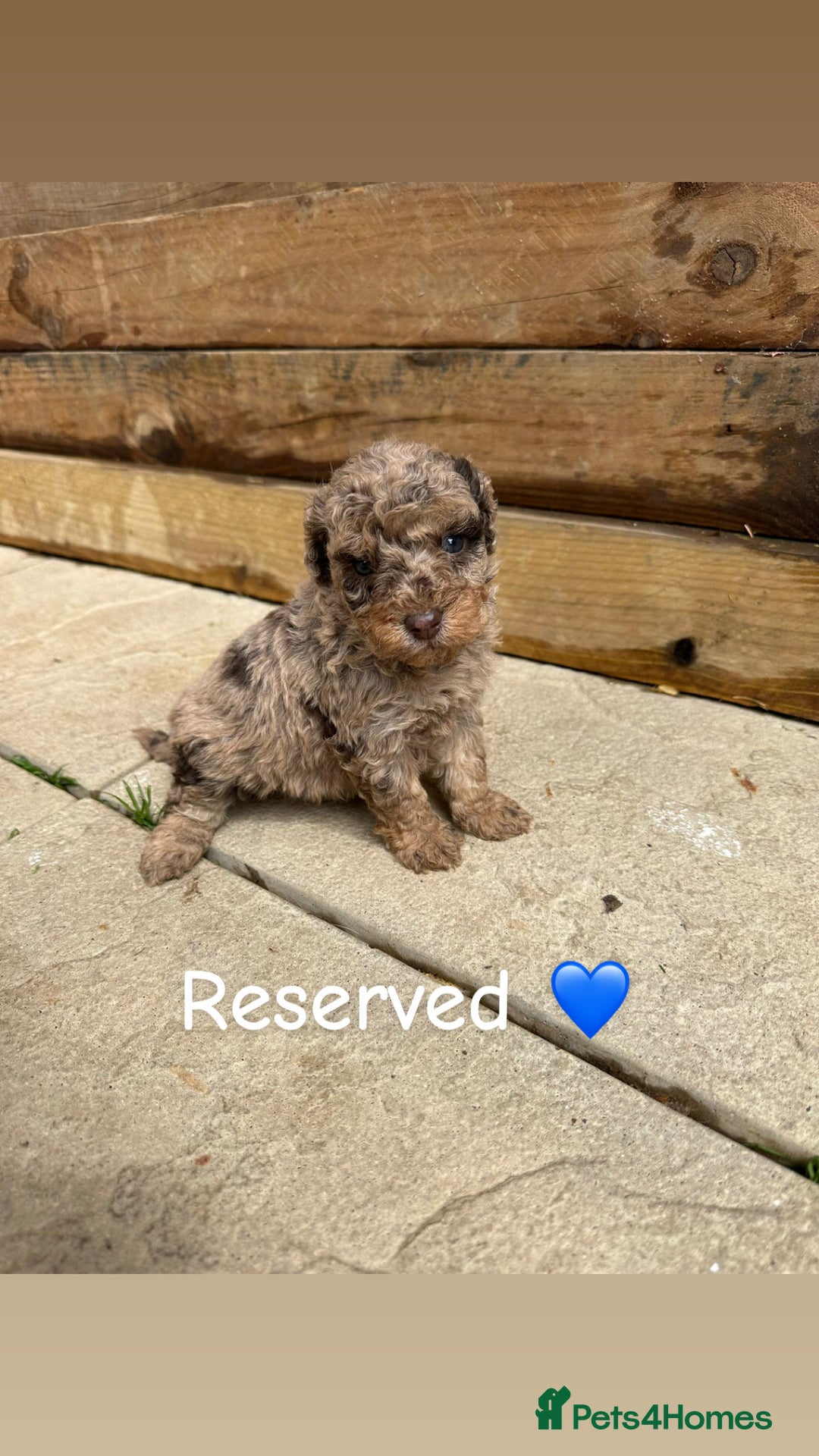 Cockapoo dogs for sale: 1 Stunning chocolate cockapoo - Image 3