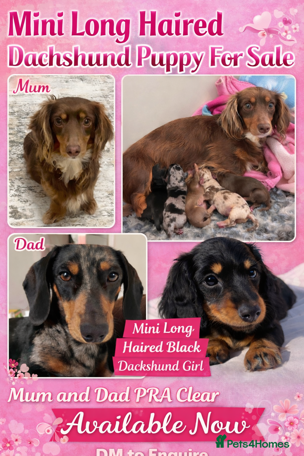 Miniature Dachshund dogs READY NOW REDUCED Miniature long haired dachshund  - Advert 17