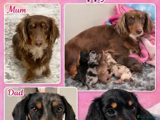 Miniature Dachshund dogs READY NOW REDUCED Miniature long haired dachshund - Advert 17