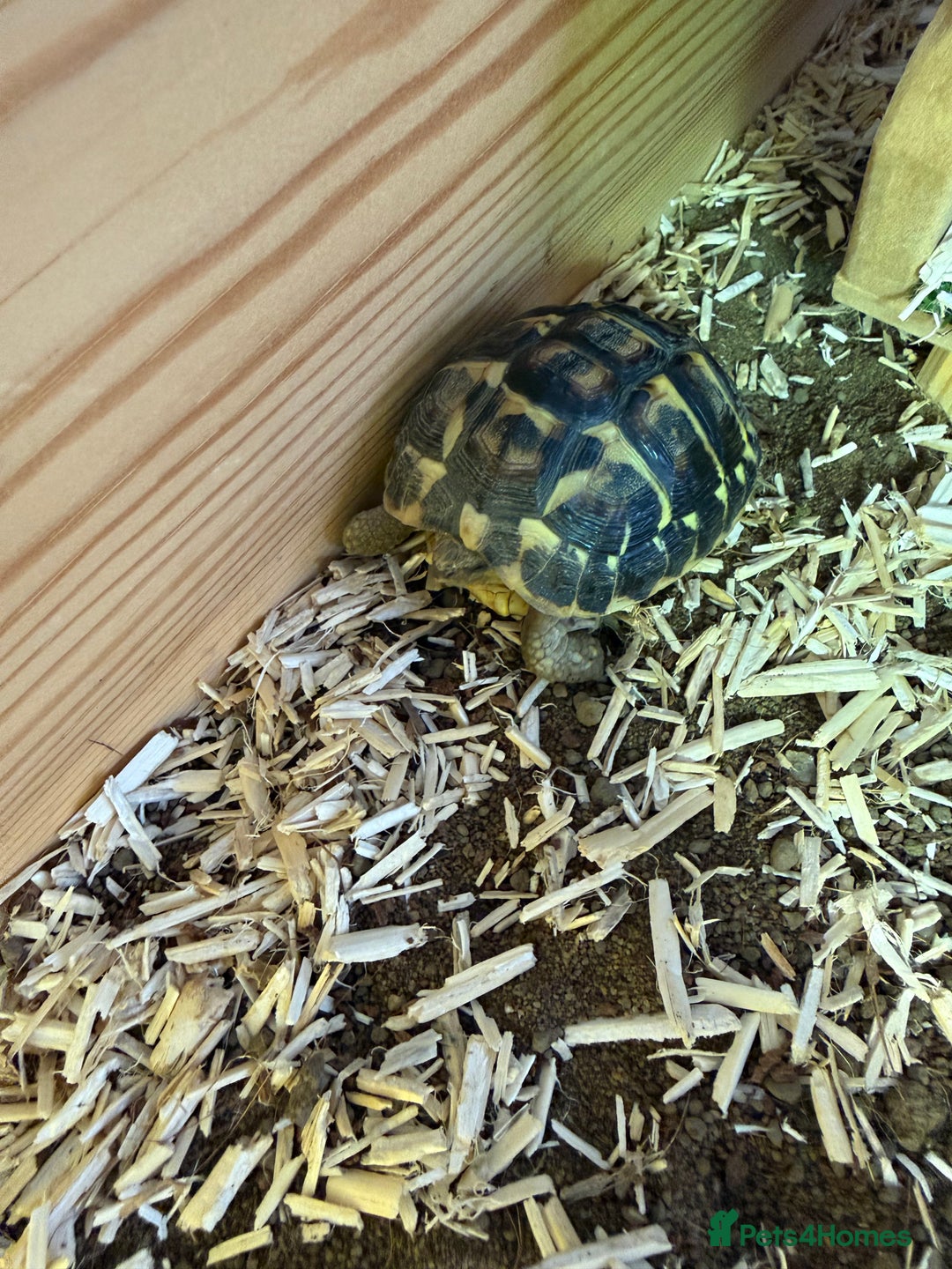 Tortoise reptiles for sale: Dwarf Hermann Tortoise with enclosure - Image 7
