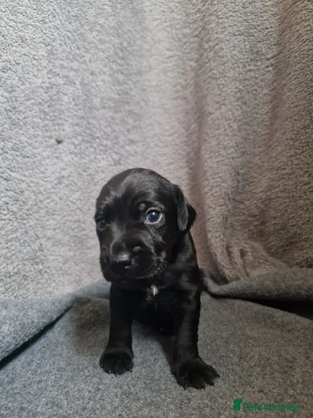 Patterdale Terrier dogs for sale: ❤️🐕Beautiful Patterdale puppies for sale🐕❤️ - Advert 2