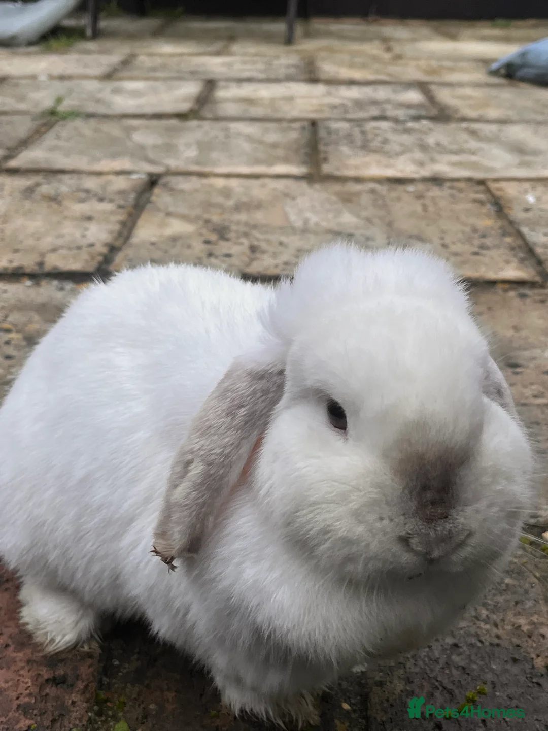 Mini Lop rabbits for sale: Beautiful white mini lop bunny - Advert 5