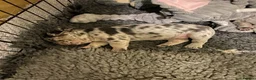 French Bulldog dogs for sale: Stunning healthy French bulldog pups - Advert 8