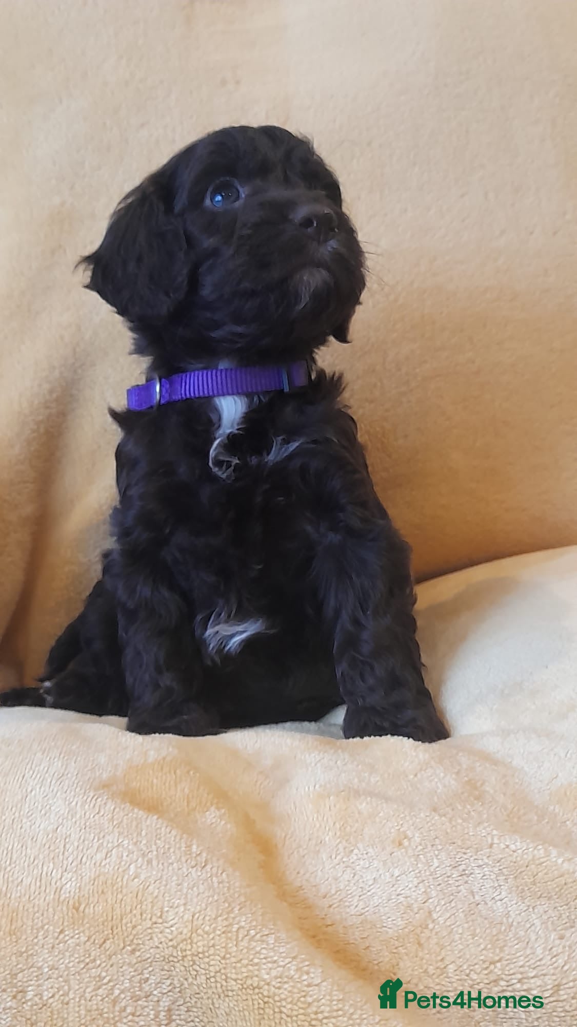 Cockapoo dogs Most Beautiful litter F1 Cockapoo puppies  - Advert 6