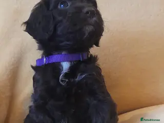 Cockapoo dogs Most Beautiful litter F1 Cockapoo puppies - Advert 6