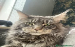 Maine Coon cats for sale: 3/4 maine coon kittens  - Image 25
