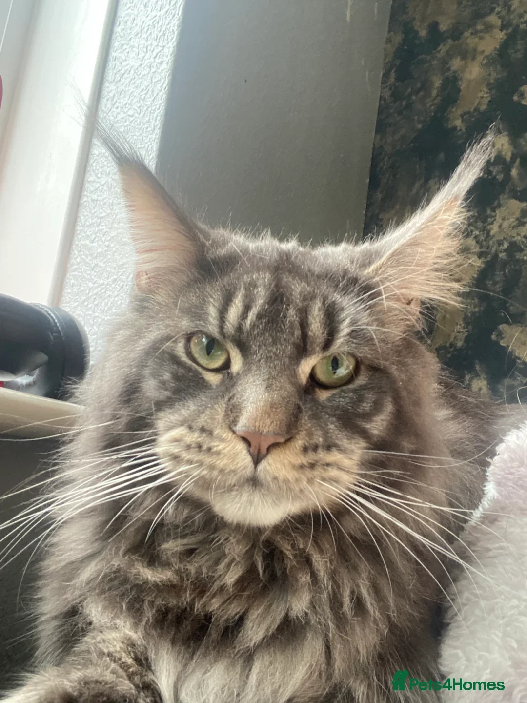 Maine Coon cats for sale: 3/4 maine coon kittens  - Image 25
