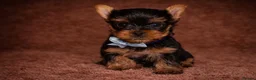 Yorkshire Terrier dogs for sale: True Mini Yorkie Puppies - Advert 15