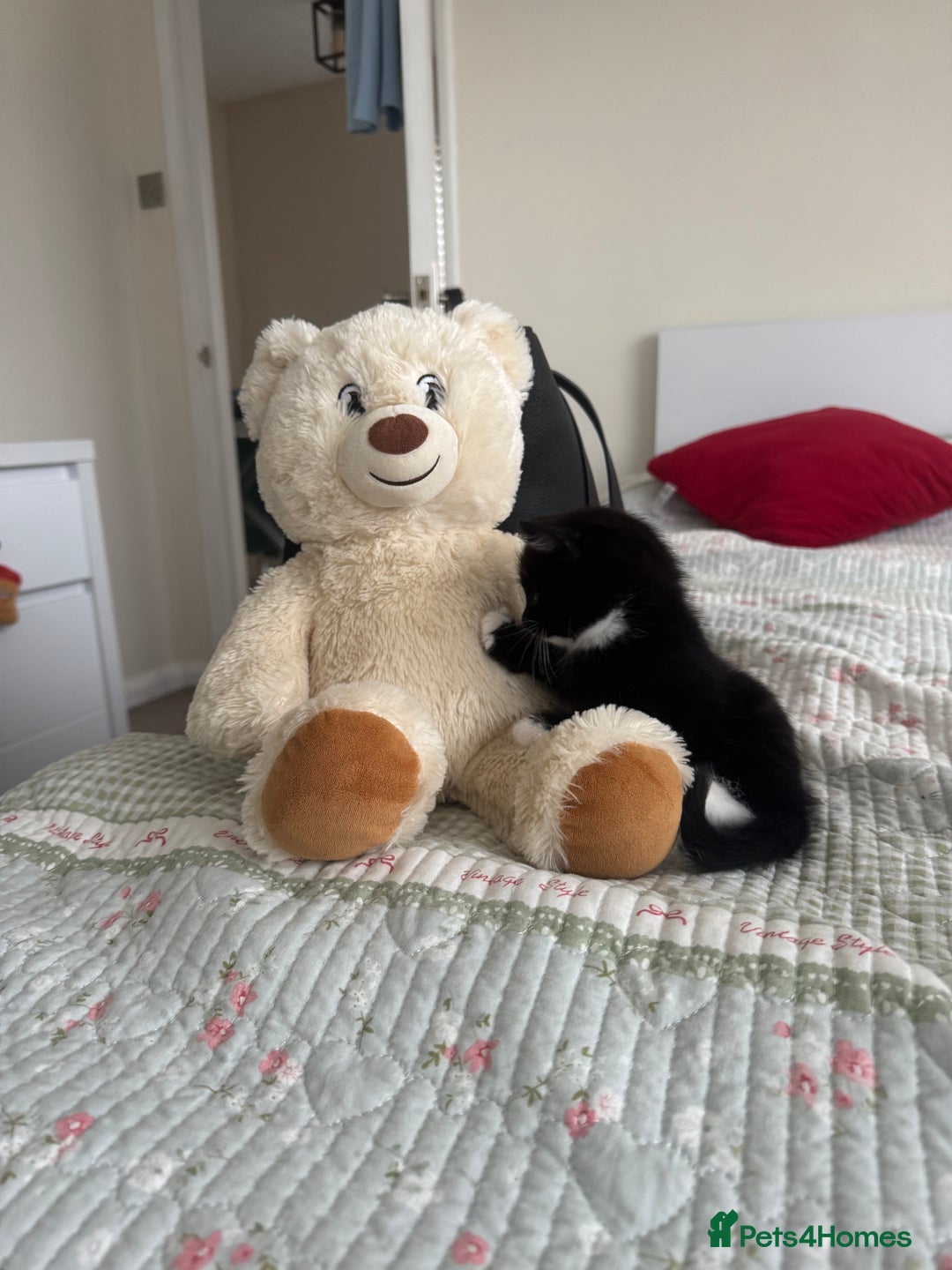Bombay cats for sale: Cute Kittens for sale  - Image 15