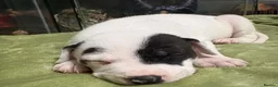 Mixed Breed dogs for sale: Beautiful cross breed pups  in Liverpool - Advert 5