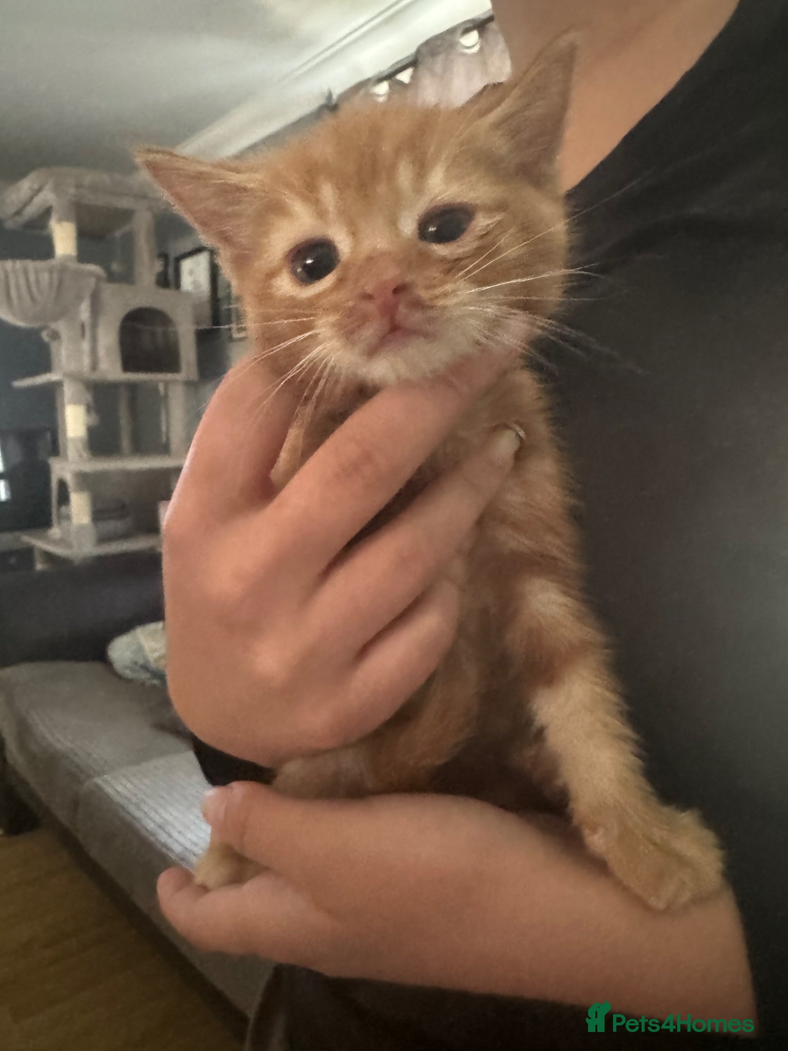 Domestic Shorthair Kitten 1