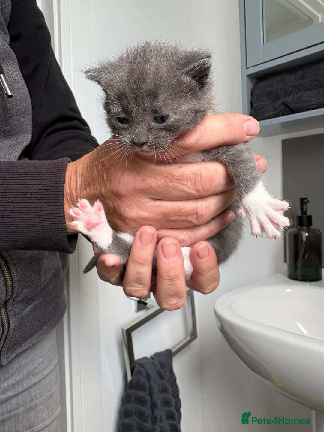 Domestic Shorthair cats for sale: Stunning litter of kittens  - Advert 2