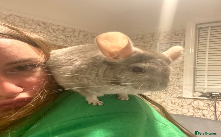 Chinchilla rodents - Advert 2