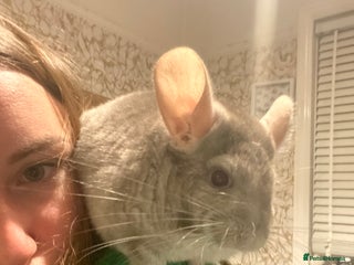 Chinchilla rodents - Advert 2