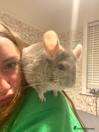 Chinchilla rodents - Advert 1