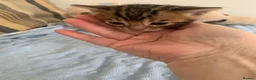 Bengal cats for sale: Beautiful Bengal babies  - Advert 4
