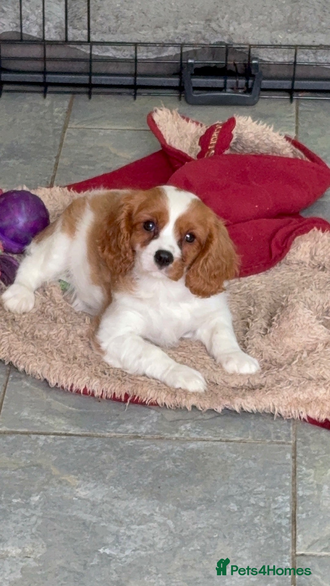 Cavalier King Charles Spaniel dogs KC Reg cavalier King Charles  - Advert 2