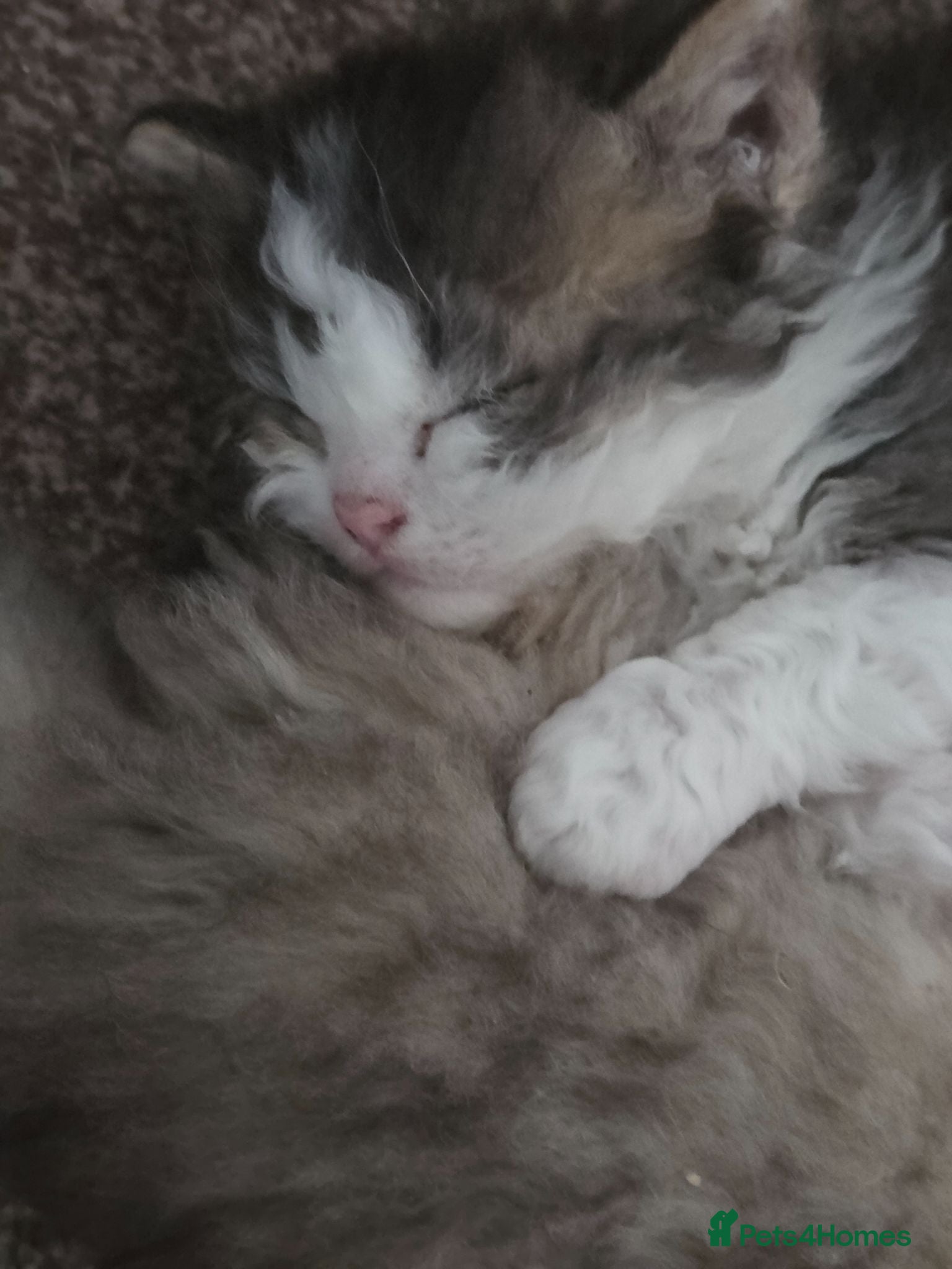 Scottish Fold cats Scottish Fold X Selkirk Rex  - Advert 15