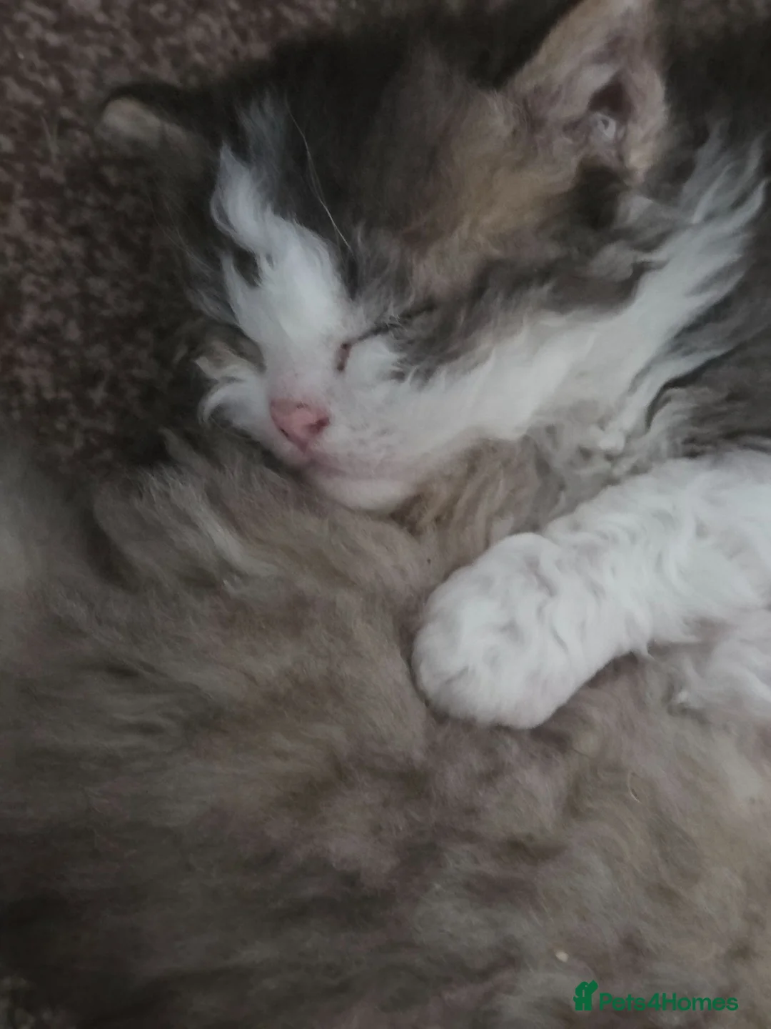 Scottish Fold cats for sale: Scottish Fold X Selkirk Rex  - Advert 1