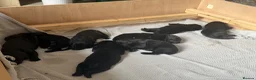 Labrador Retriever dogs for sale: 8 Black Labrador Pups in Hexham - Advert 3