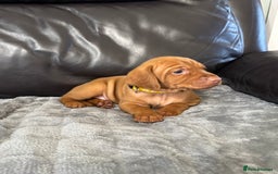 Hungarian Vizsla dogs for sale: Gorgeous KC reg Hungarian Vizsla puppies - Image 23