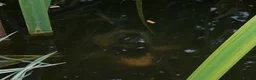 Koi Carp fish for sale: 2 x Koi Carp in Aldershot - Advert 2