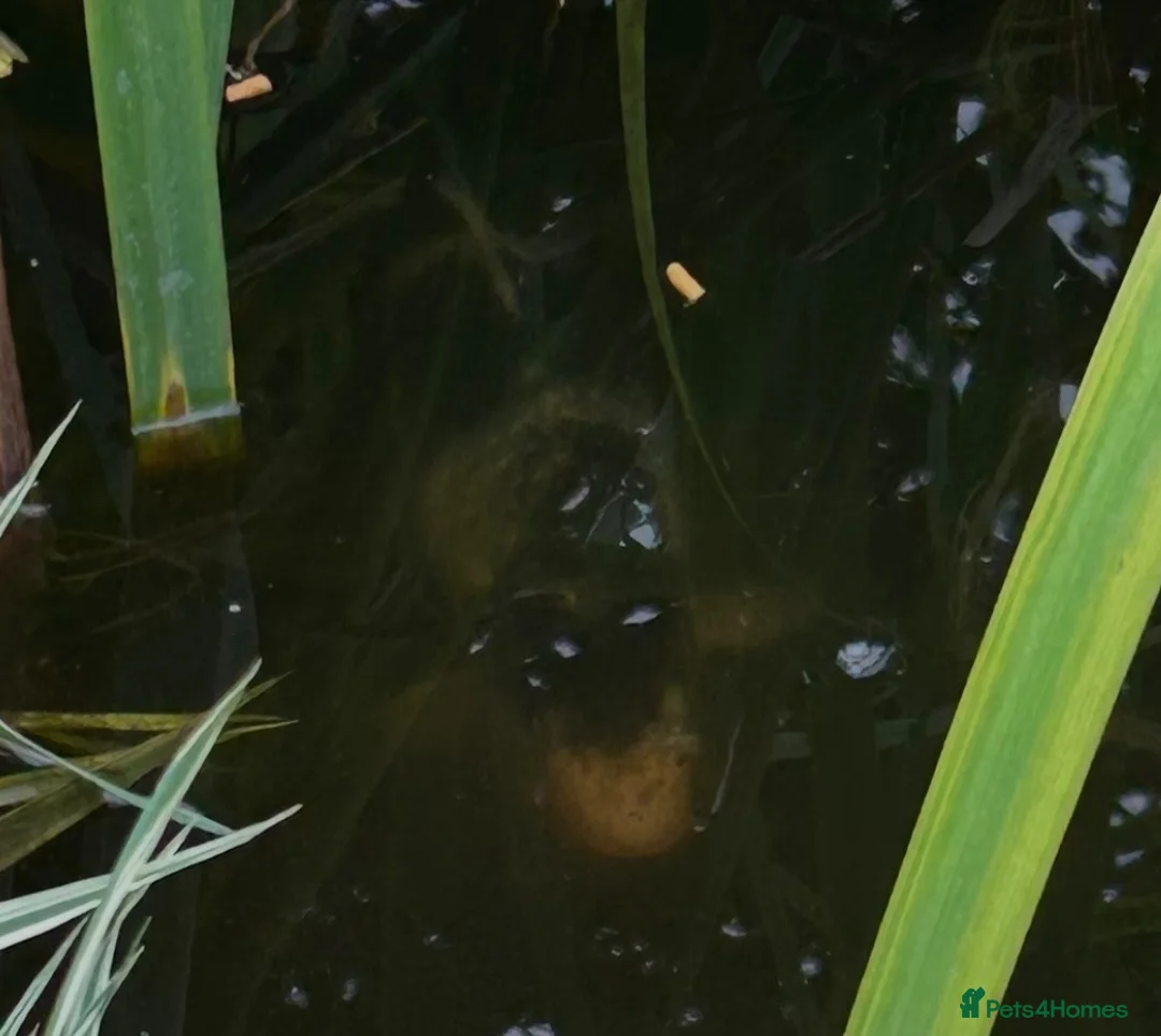 Koi Carp fish for sale: 2 x Koi Carp in Aldershot - Advert 2