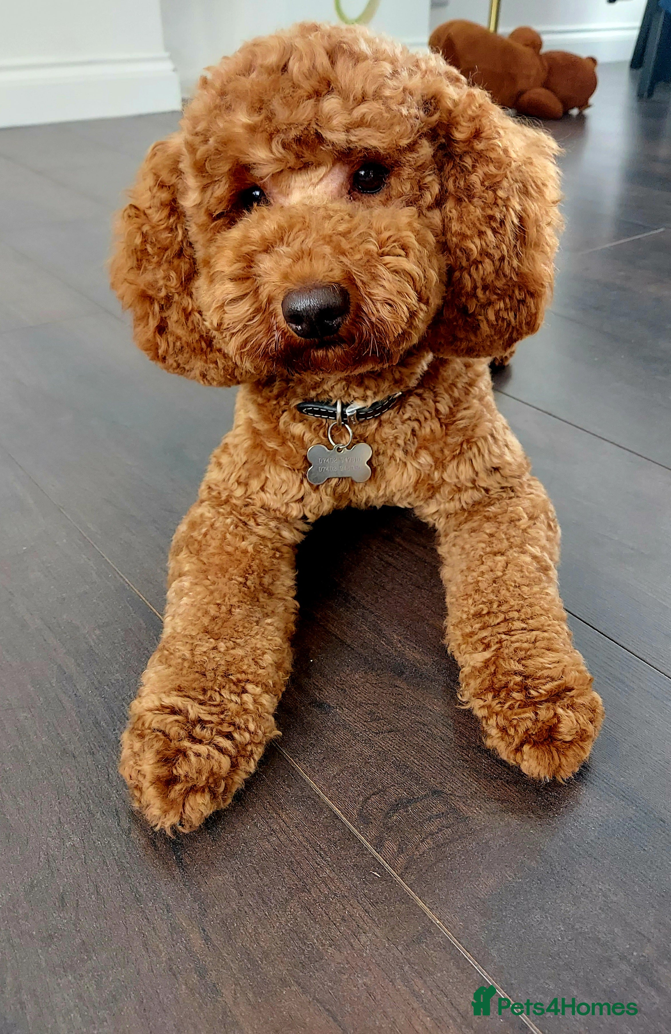micro poodle adult