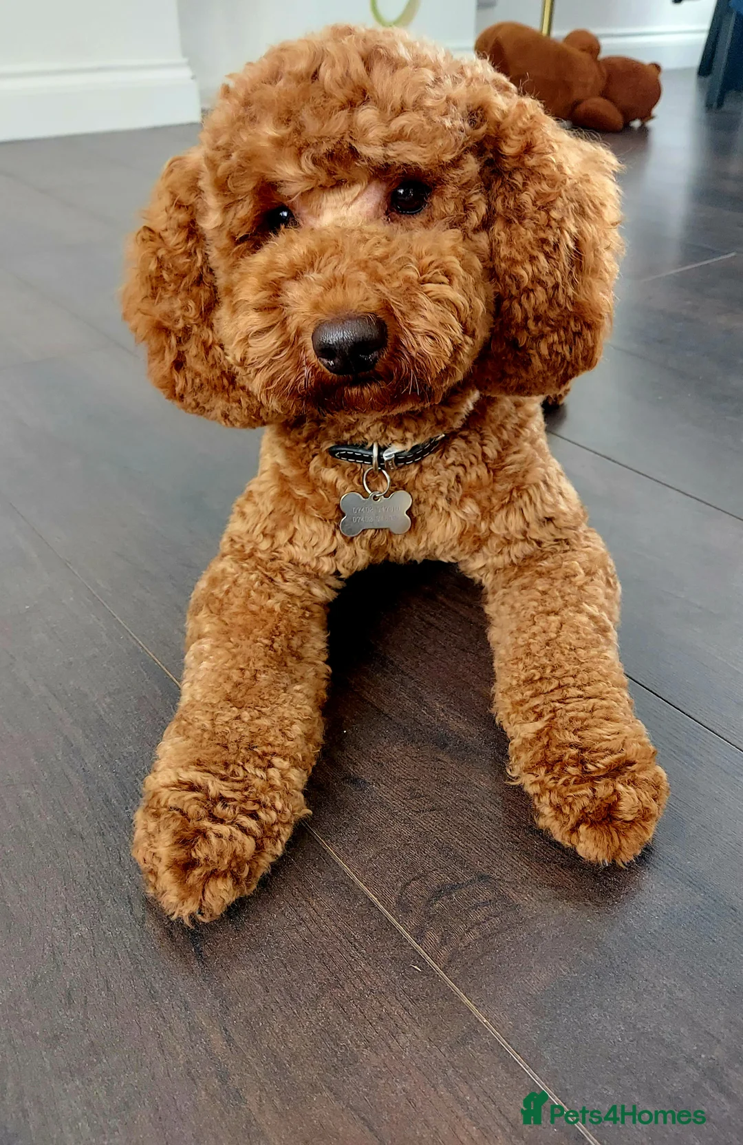 Miniature Poodle dogs for stud: PROVEN Miniature Poodle Stud - Champion Lines KC in Orpington - Advert 3