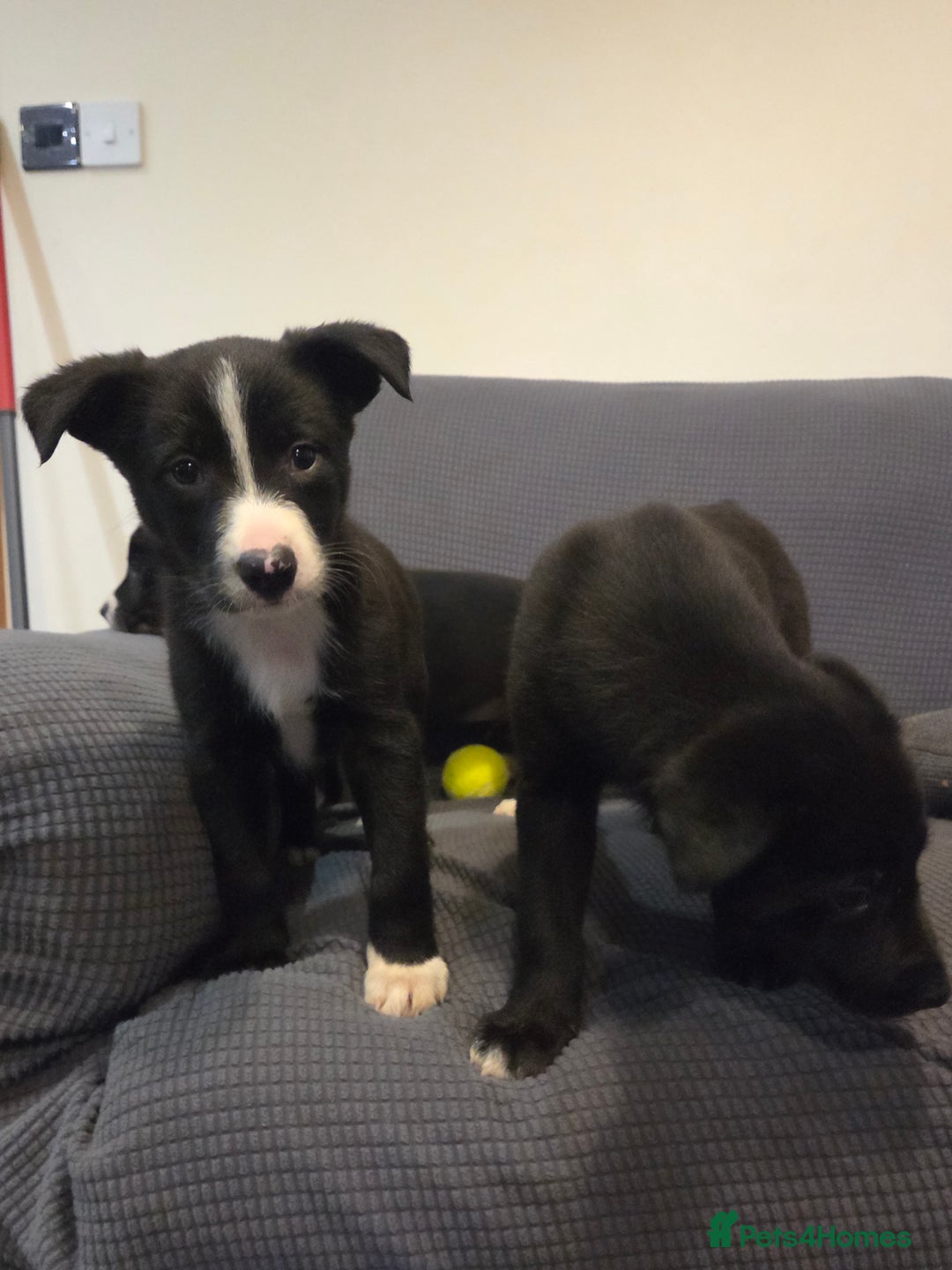 Australian Kelpie dogs for sale: Kelpie x pups - Advert 5