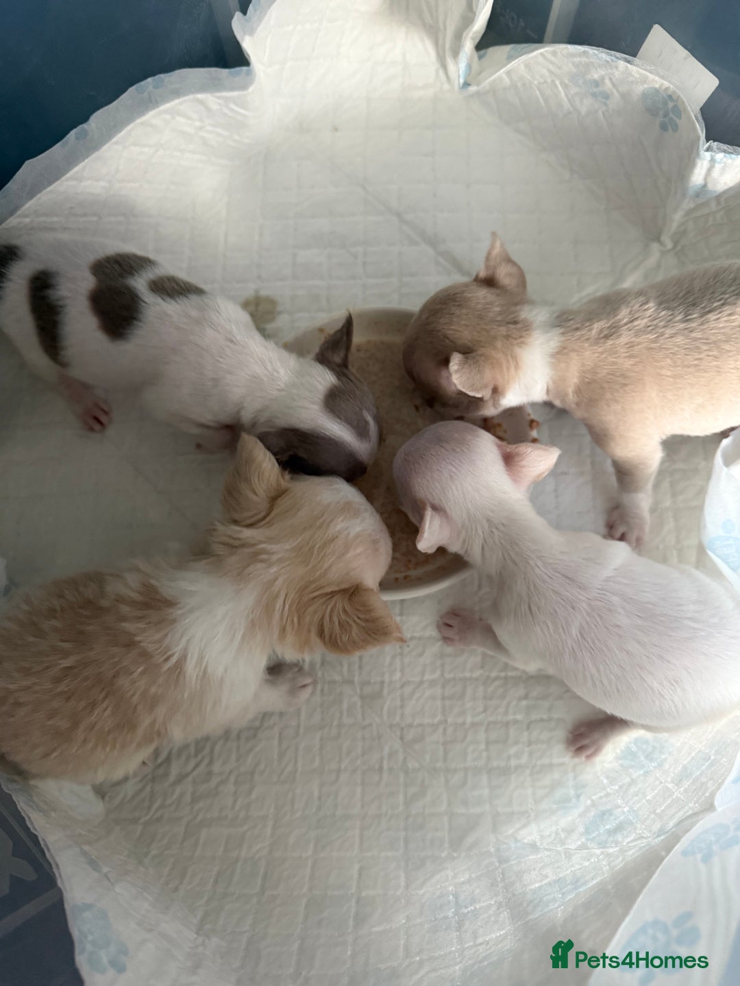 Chihuahua dogs for sale: Exquisite KC Registered Apple Chihuahua Puppies 💖 - Image 25