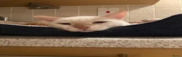 Domestic Shorthair cats for adoption: Male Indoor Cat for Adoption - Advert 6