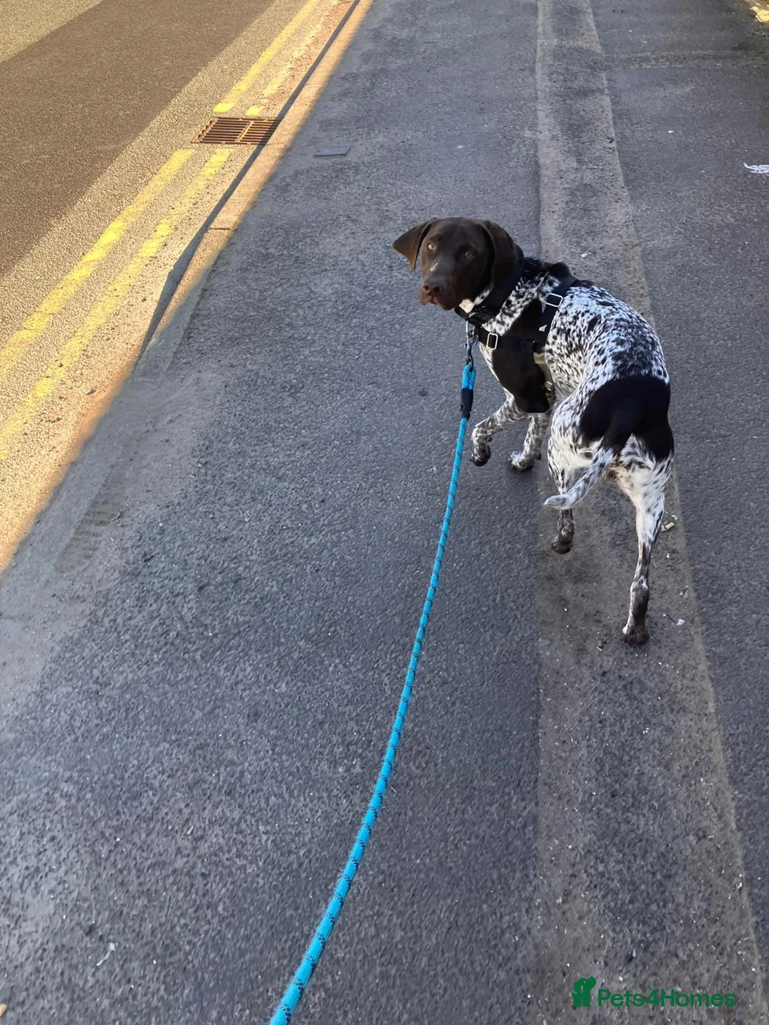 German Shorthaired Pointer dogs for sale: 1 year old pointer - Advert 6