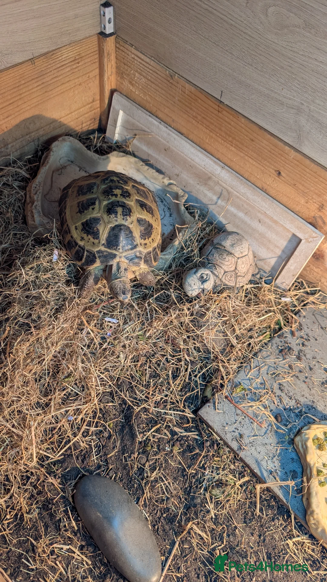 Tortoise reptiles for sale: Horsfield tortoise  - Advert 1