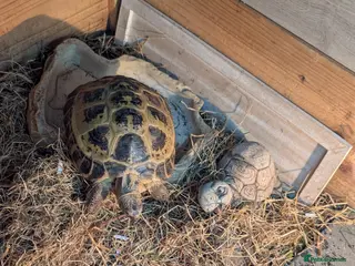 Tortoise reptiles Horsfield tortoise - Advert 11