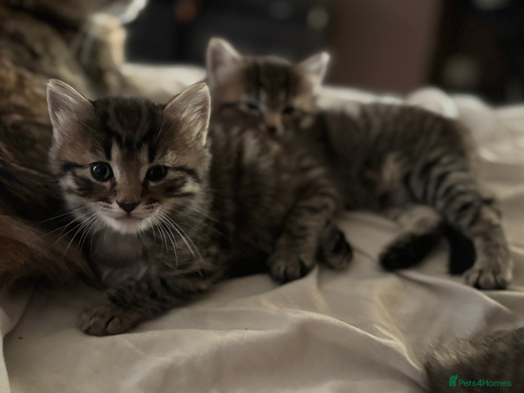 Mixed Breed cats for sale: Kittens  - Image 3
