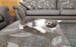 Domestic Shorthair cats for sale: 5 kittens ready for a new home  - Image 16