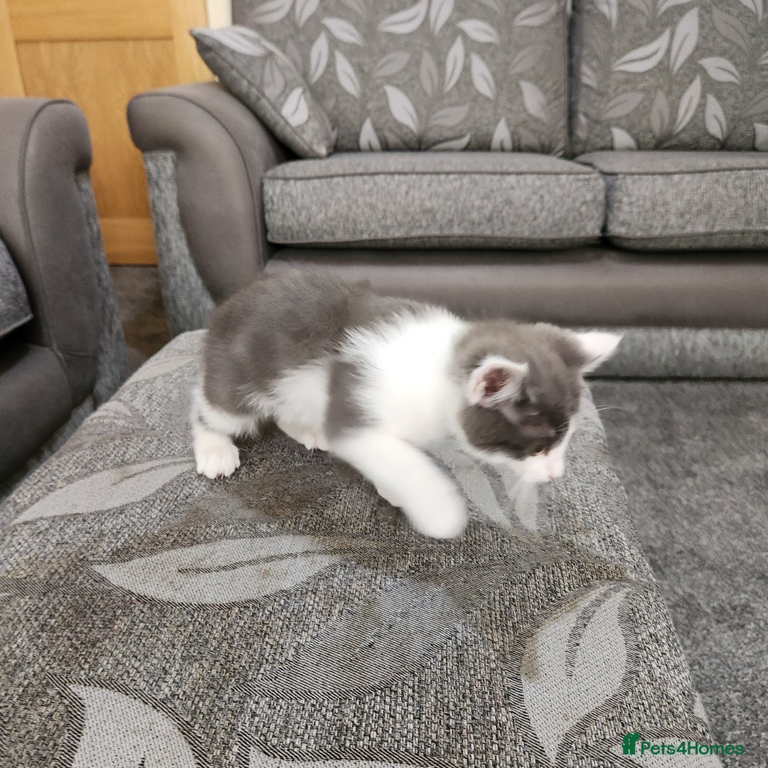 Domestic Shorthair cats for sale: 5 kittens ready for a new home  - Image 16
