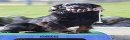 Cocker Spaniel dogs for stud: Black and Tan Cocker Spaniel at Stud - Advert 11