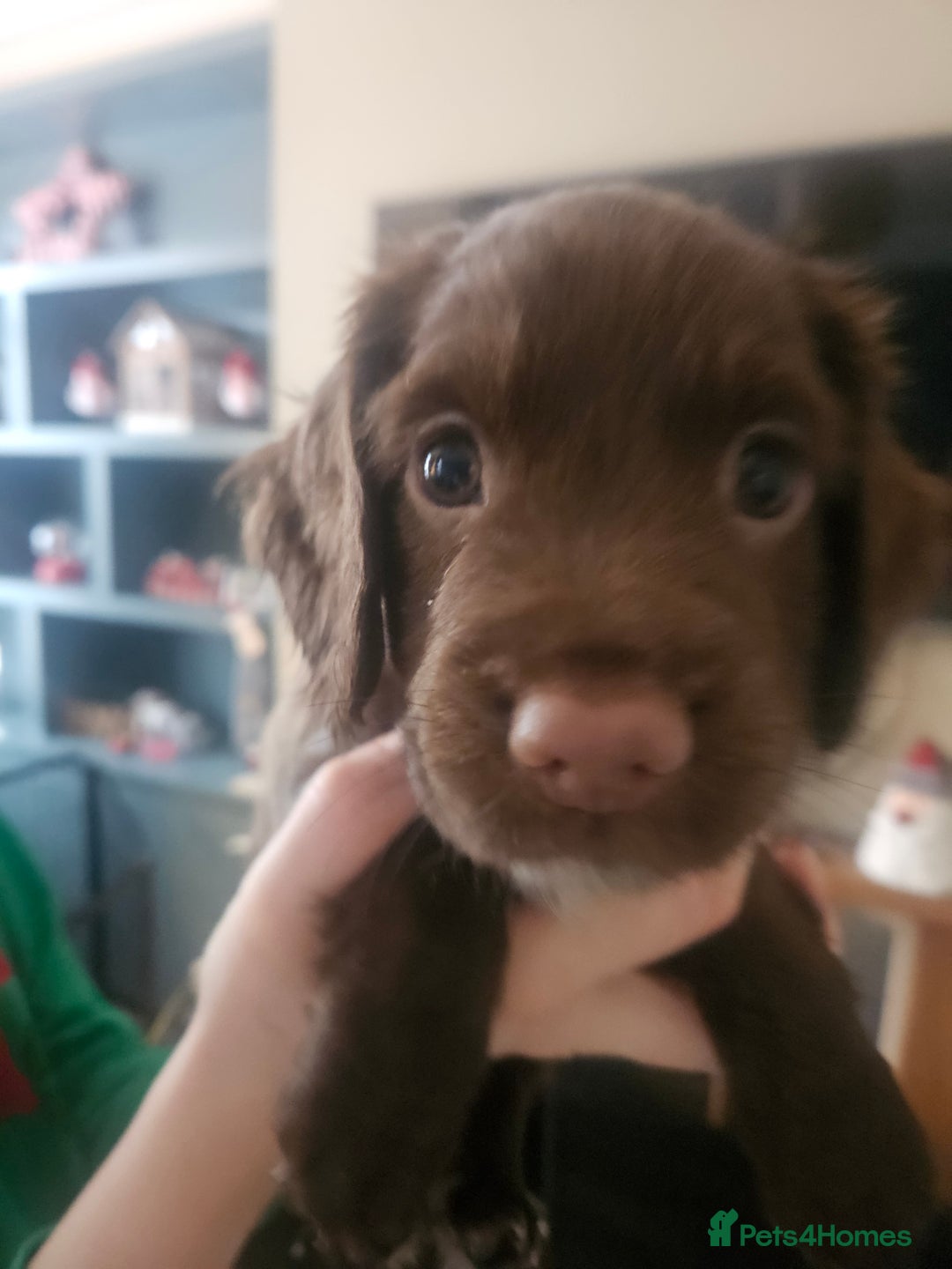 Sprocker dogs for sale: 3 chocolate sprocker males available  - Advert 12