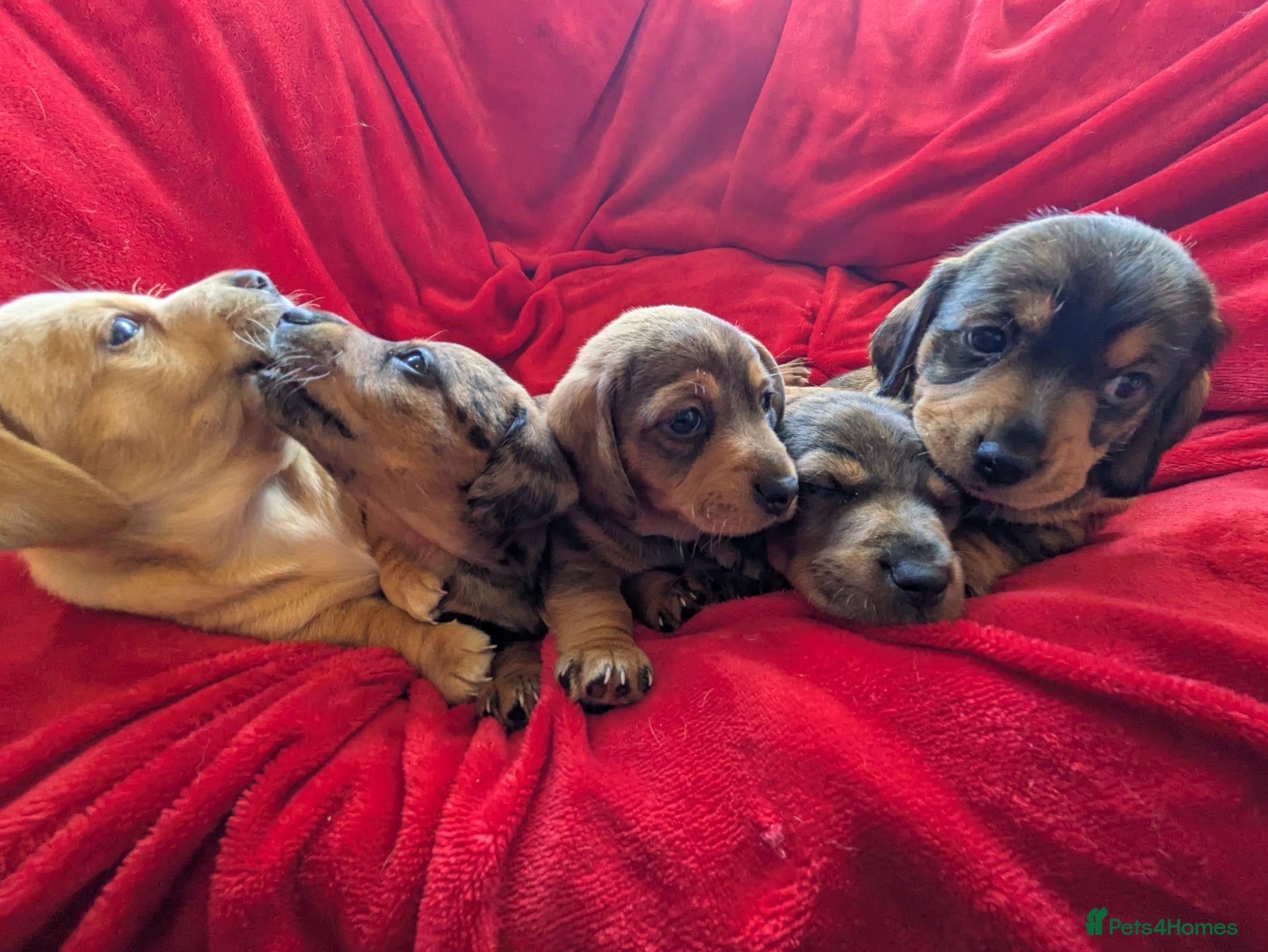 Dachshund dogs Dachshund pups - Advert 2