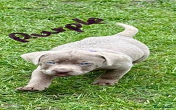 Labrador Retriever dogs for sale: Beautiful Silver Labrador pups  - Image 11