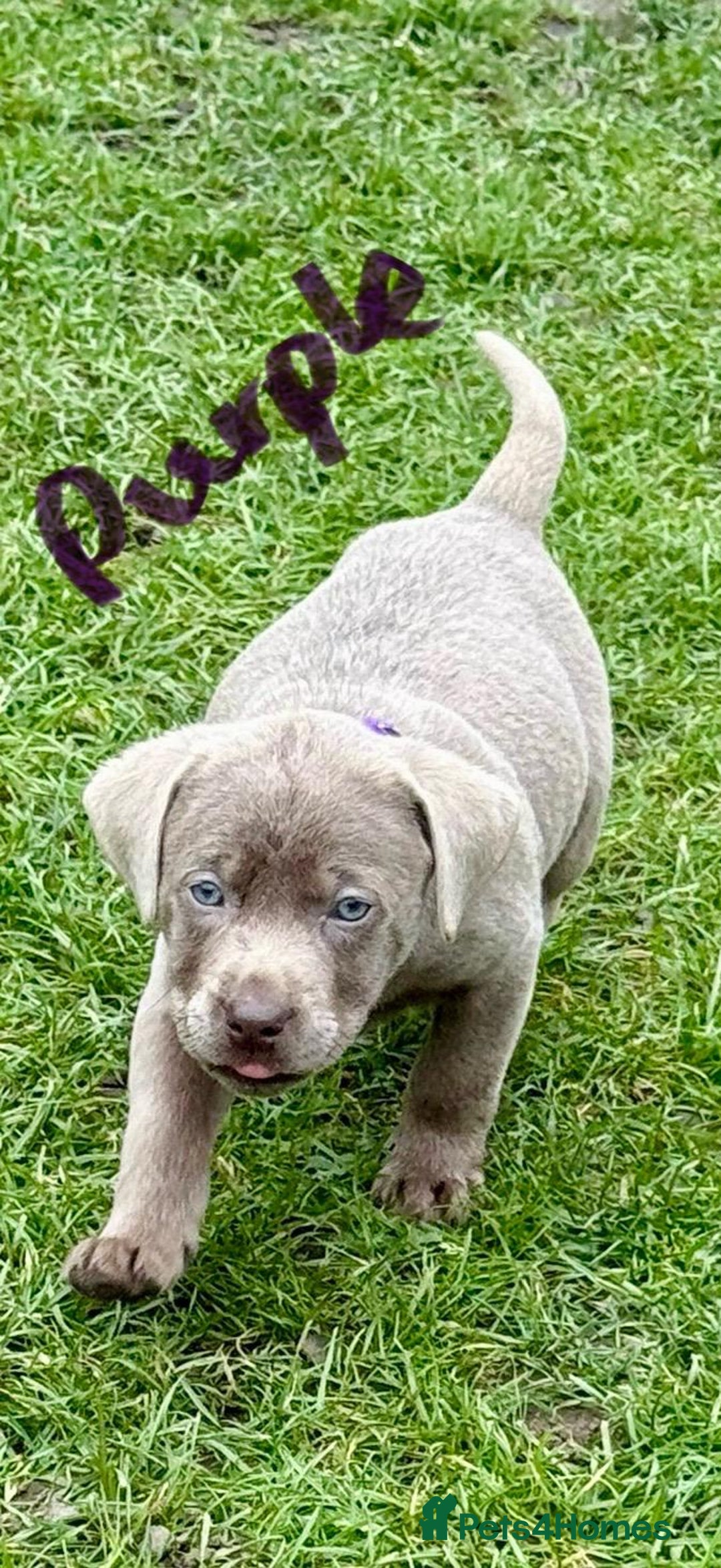 Labrador Retriever dogs for sale: Beautiful Silver Labrador pups  - Image 11