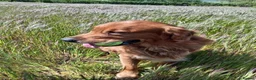 Goldador dogs for sale: Two beautiful golden doors ready for new homes - Advert 4