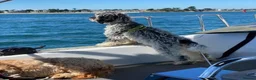 Cockapoo dogs for sale: F1 Roan Cockapoo-health tested,full refund guarant - Advert 7