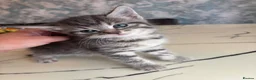 British Shorthair cats for sale: Grey, beautiful British shorthair cross kirtens - Advert 2