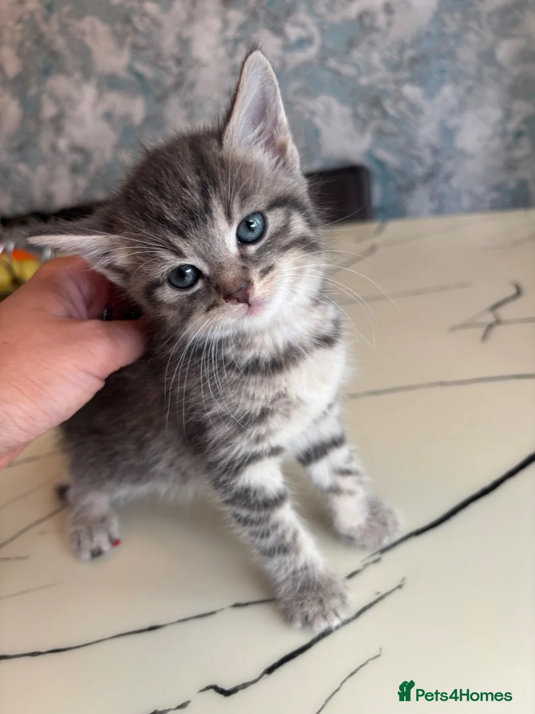British Shorthair cats for sale: Grey, beautiful British shorthair cross kirtens - Advert 2