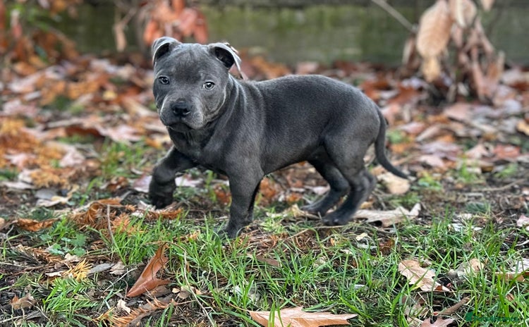 Staffordshire Bull Terrier dogs KC reg blue staffordshire bull terrier - Advert 4
