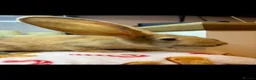 Continental Giant rabbits for sale: Stunning continental giant baby bunny rabbits - Advert 23