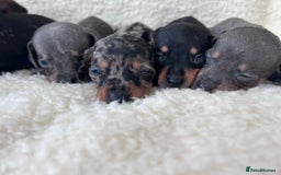 Miniature Dachshund dogs for sale: Miniature dachshunds  - Image 3